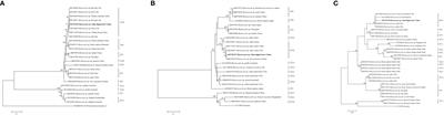 First description of Blastocystis sp. and Entamoeba sp. infecting zoo animals in the Qinghai-Tibetan plateau area, China